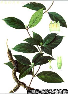 巴戟天的中药书图