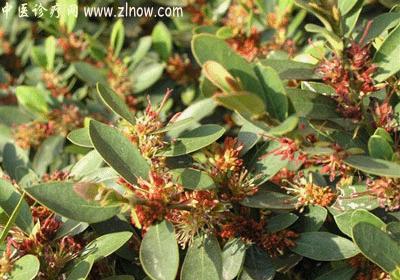 【中医诊疗网】:半枫荷