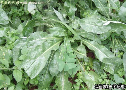 【中医诊疗网】：板蓝根