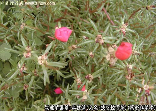 【中医诊疗网】：半枝莲