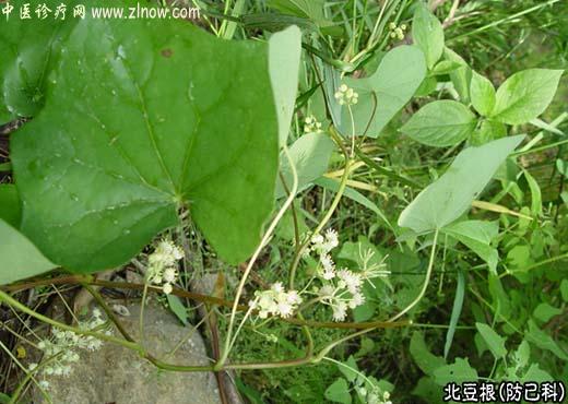 【中医诊疗网】：北豆根