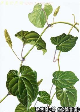 荜拨的中药书图