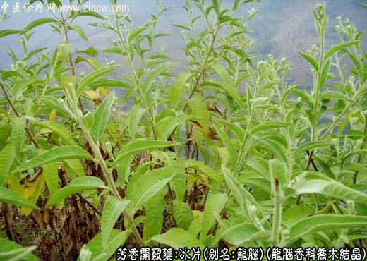 【中医诊疗网】：冰片