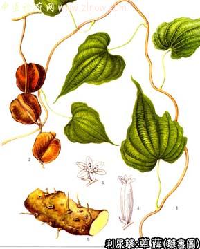 萆薢的中药书图