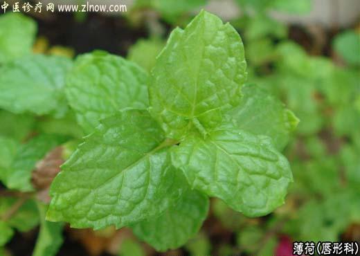 【中医诊疗网】：薄荷