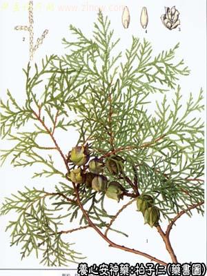 柏子仁的中药书图