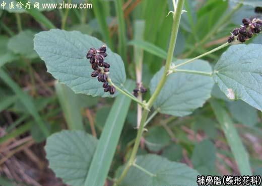 【中医诊疗网】：补骨脂