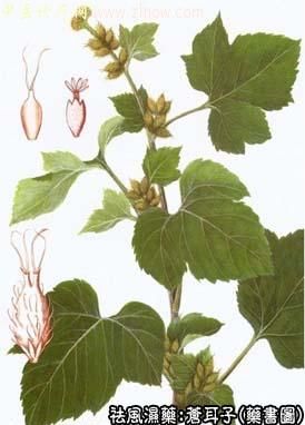 苍耳子的中药书图