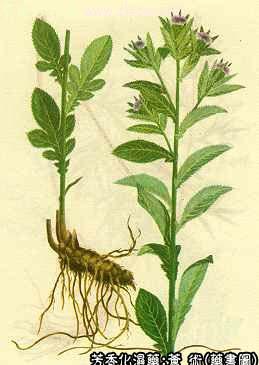 苍术的中药书图
