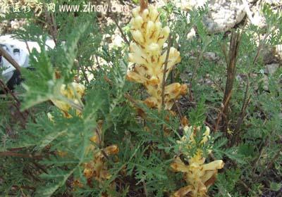 【中医诊疗网】:列当