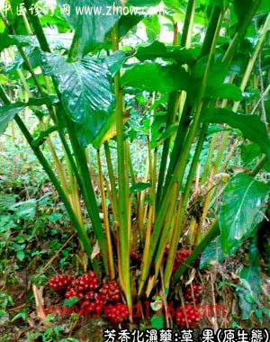 草果的中药书图