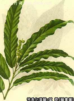 草蔻的中药书图