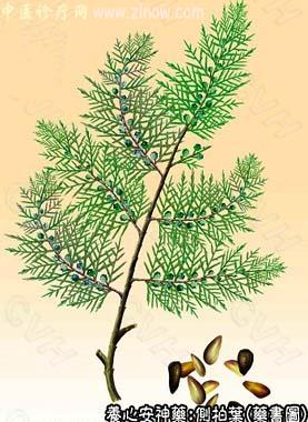 侧柏叶的中药书图