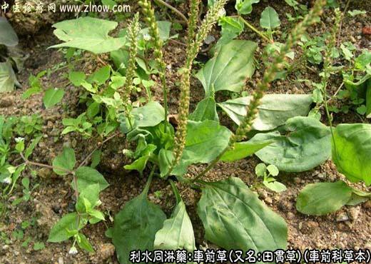 【中医诊疗网】：车前草