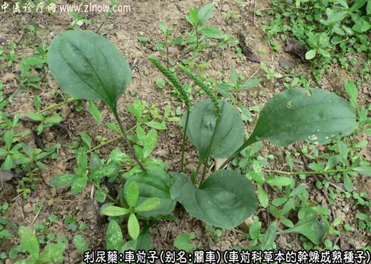 车前子图片