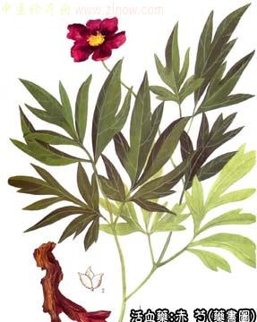 赤芍的中药书图