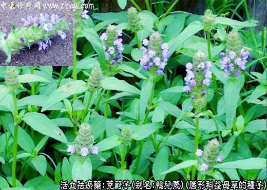 【中医诊疗网】:茺蔚子