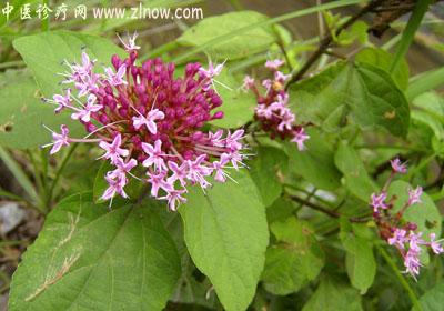 【中医诊疗网】:臭屎茉莉