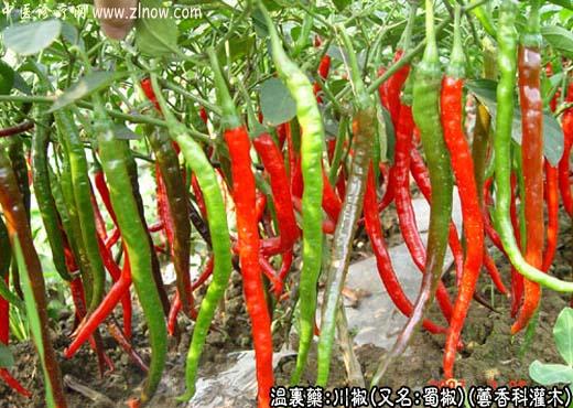 【中医诊疗网】：川椒