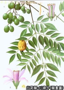 川楝子的中药书图