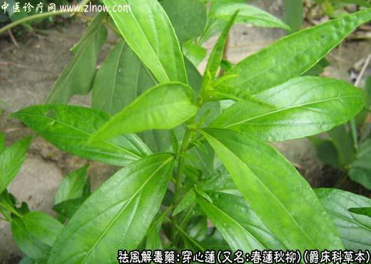 【中医诊疗网】:穿心莲