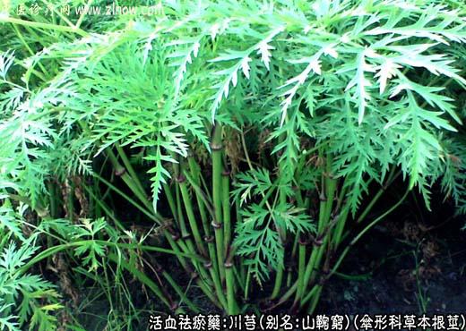 中草药名称:川芎