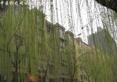【中医诊疗网】：垂丝柳