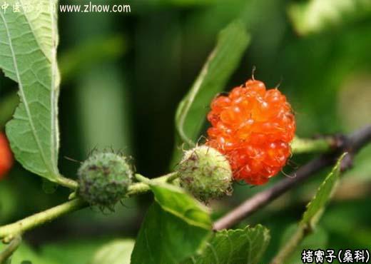 【中医诊疗网】:楮实子