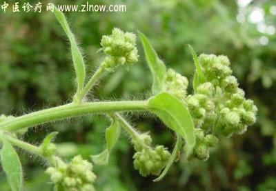 【中医诊疗网】：大风艾