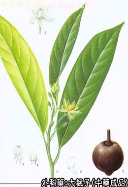 大枫子的中药书图