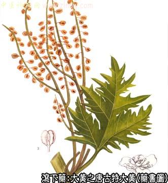 大黄的中药书图