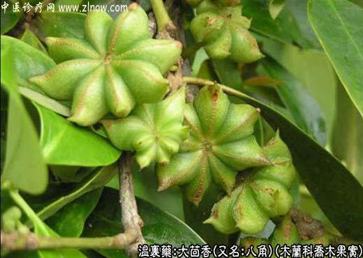 【中医诊疗网】:大茴香
