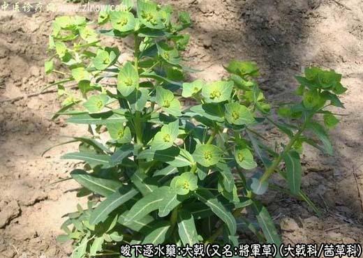 【中医诊疗网】:大戟