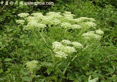 【中医诊疗网】：当归