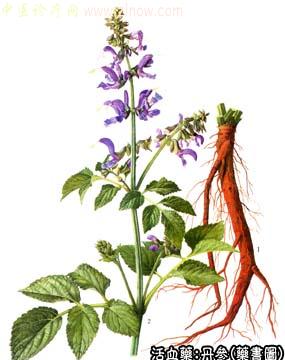 丹参的中药书图