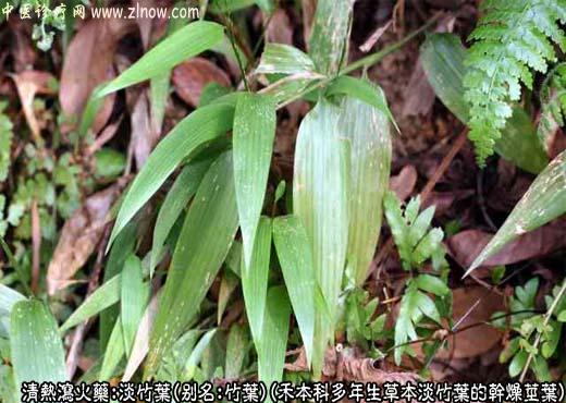 淡竹叶图片