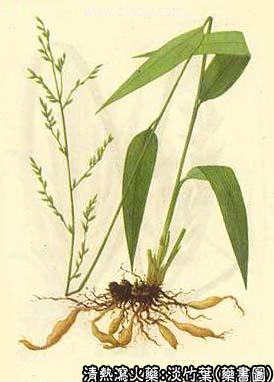 淡竹叶的中药书图