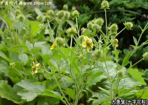 【中医诊疗网】：大青叶