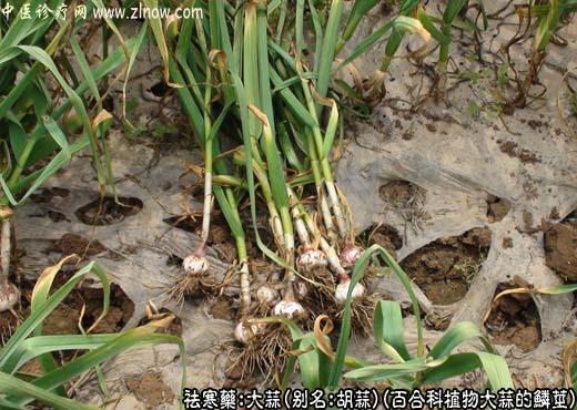 大蒜图片