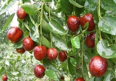 【中医诊疗网】:大枣