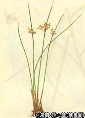 灯心草中药图