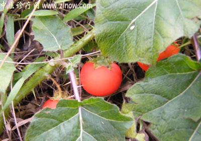 【中医诊疗网】:红癫茄