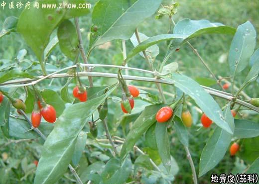 【中医诊疗网】:地骨皮(山枸杞根)【茄科】