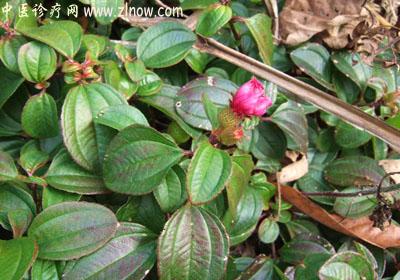 【中医诊疗网】：地菍