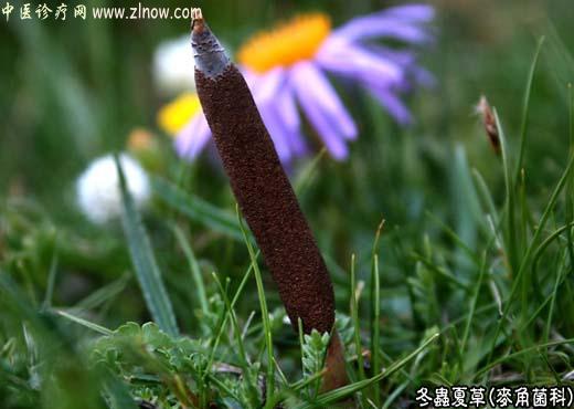 【中医诊疗网】：冬虫夏草