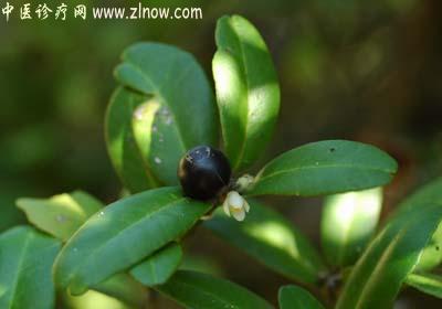 【中医诊疗网】：东风桔
