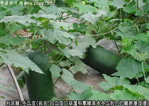 冬瓜皮图片