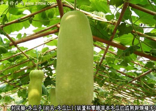 冬瓜子图片