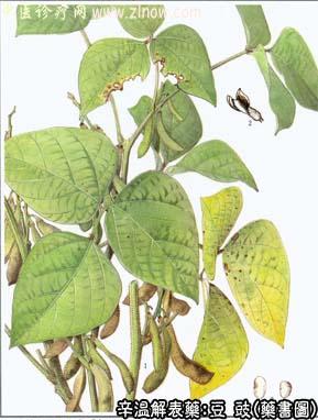 豆豉的中药书图