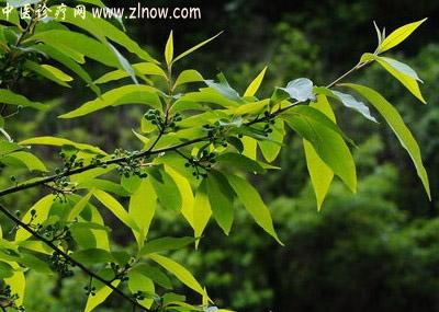 【中医诊疗网】:豆豉羌